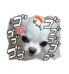 チワワなりに生きてます①（個別スタンプ：6）