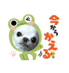 チワワなりに生きてます①（個別スタンプ：7）