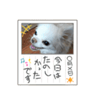 チワワなりに生きてます①（個別スタンプ：8）