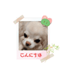 チワワなりに生きてます①（個別スタンプ：10）