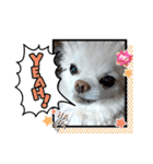 チワワなりに生きてます①（個別スタンプ：11）