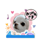 チワワなりに生きてます①（個別スタンプ：12）