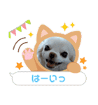 チワワなりに生きてます①（個別スタンプ：14）