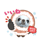 チワワなりに生きてます①（個別スタンプ：17）