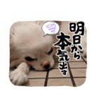 チワワなりに生きてます①（個別スタンプ：18）