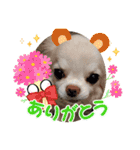 チワワなりに生きてます①（個別スタンプ：19）