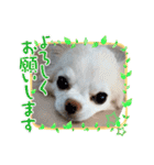 チワワなりに生きてます①（個別スタンプ：20）