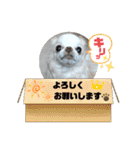 チワワなりに生きてます①（個別スタンプ：22）