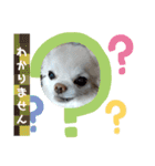 チワワなりに生きてます①（個別スタンプ：23）