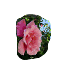 cocope of Small companion（個別スタンプ：1）