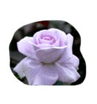 cocope of Small companion（個別スタンプ：2）