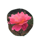 cocope of Small companion（個別スタンプ：4）