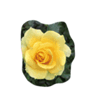 cocope of Small companion（個別スタンプ：5）