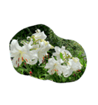 cocope of Small companion（個別スタンプ：6）