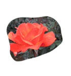 cocope of Small companion（個別スタンプ：7）