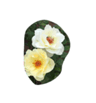 cocope of Small companion（個別スタンプ：8）