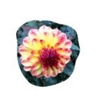 cocope of Small companion（個別スタンプ：9）