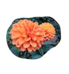 cocope of Small companion（個別スタンプ：11）