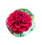 cocope of Small companion（個別スタンプ：13）