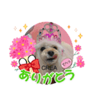 CREA(トイプー)の愛犬スタンプ 11（個別スタンプ：22）