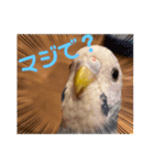 インコLife（個別スタンプ：2）