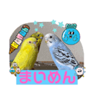 インコLife（個別スタンプ：15）