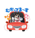 momo my dog ②（個別スタンプ：4）