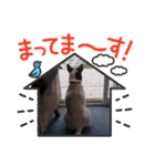 momo my dog ②（個別スタンプ：6）