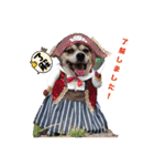 momo my dog ②（個別スタンプ：9）