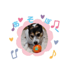 momo my dog ②（個別スタンプ：12）