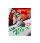 momo my dog ②（個別スタンプ：14）