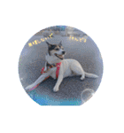 momo my dog ②（個別スタンプ：15）
