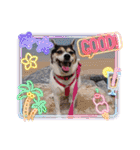 momo my dog ②（個別スタンプ：16）
