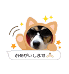 momo my dog ②（個別スタンプ：20）