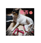 momo my dog ②（個別スタンプ：21）
