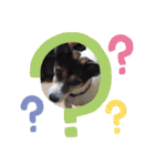 momo my dog ②（個別スタンプ：23）