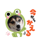momo my dog ②（個別スタンプ：24）
