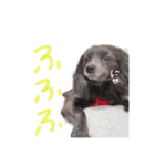 ポメビションのベル（個別スタンプ：6）