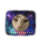 猫のスタンプ追加バージョン（個別スタンプ：1）