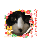 猫のスタンプ追加バージョン（個別スタンプ：7）
