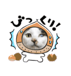 猫のスタンプ追加バージョン（個別スタンプ：12）