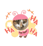 猫のスタンプ追加バージョン（個別スタンプ：14）