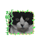 猫のスタンプ追加バージョン（個別スタンプ：18）