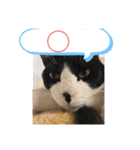 猫のスタンプ追加バージョン（個別スタンプ：20）