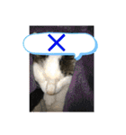 猫のスタンプ追加バージョン（個別スタンプ：21）