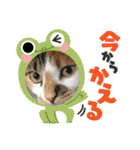 猫のスタンプ追加バージョン（個別スタンプ：22）