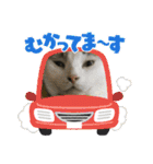 猫のスタンプ追加バージョン（個別スタンプ：24）