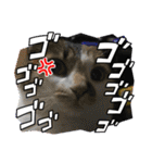猫のスタンプ追加バージョン（個別スタンプ：26）