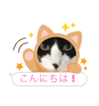 猫のスタンプ追加バージョン（個別スタンプ：27）