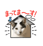 猫のスタンプ追加バージョン（個別スタンプ：28）